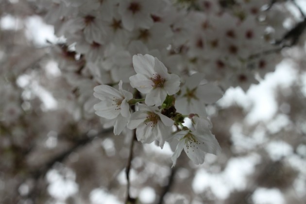 2015-near-blossom (8)